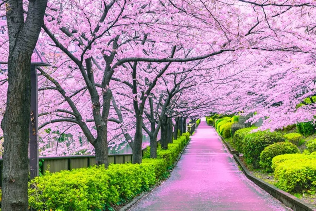 Cerezos en flor en Japón durante primavera